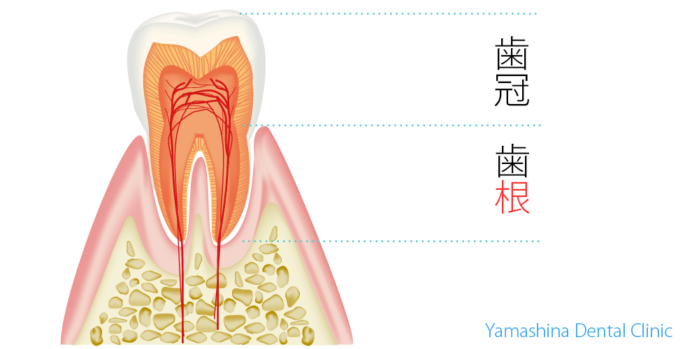 歯冠と歯根　田無市やまむら歯科クリニック